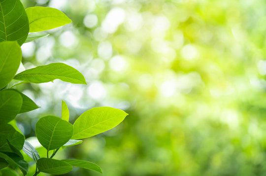 Green background