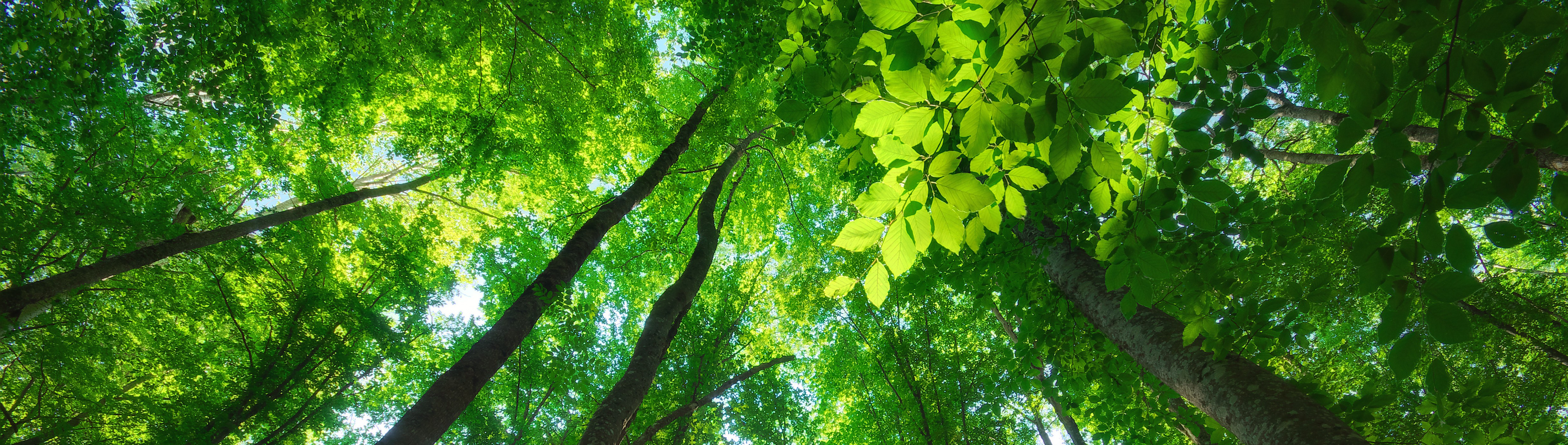 Forest_header
